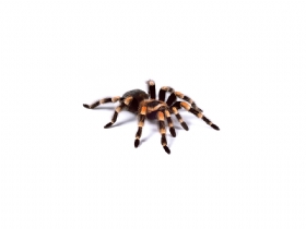 Tarantula